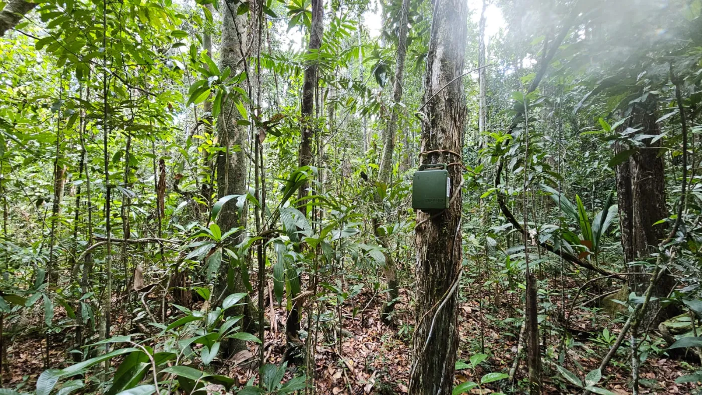 Gravador acústico autônomo instalado em árvore na Mata Atlântica.